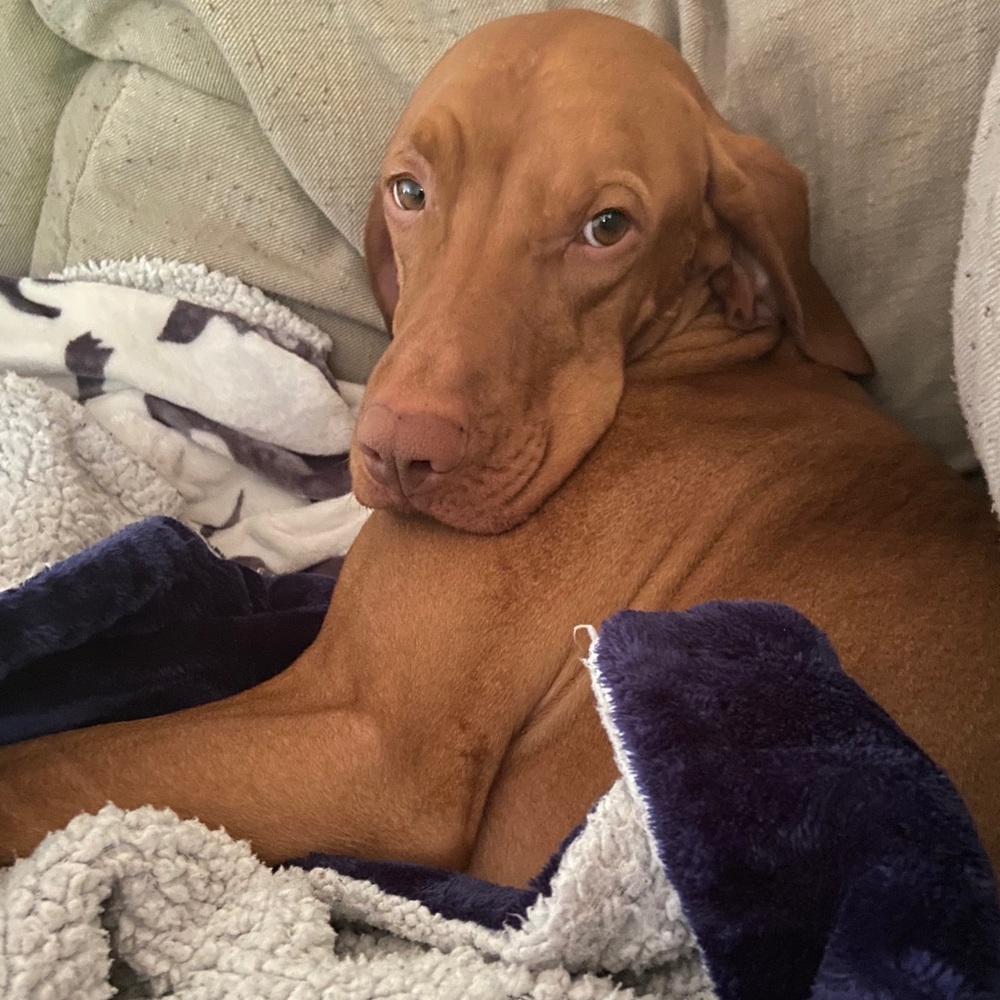 Meet your Posher, Tracey